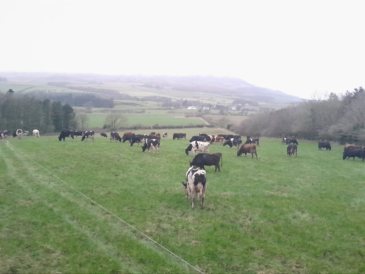FarmingPartners's tweet photo. More daylight and cows out at grass, we don't mind January when it's like this! #farm365 #grasstomilk #cowsout #grazing #farmingpartners #scottishfarming https://t.co/SnsqD0Tc8w