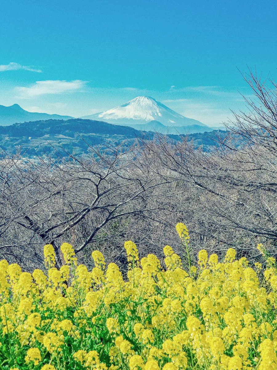 * 花のある風景 ＃菜の花 ＃富士山