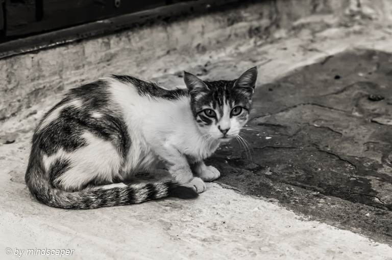 Koroni Cat
#cat #streetfotography #greekcat

#bnw_lover #bnw_captures #Everything_BNW 
#bnw_international #blackandwhite #blackandwhitephotography #trueblackandwhite

#koroni #koronimessinia #messinia  #greece #greecephotography #visitgreece
#greecetravel 
#pylosnestoros