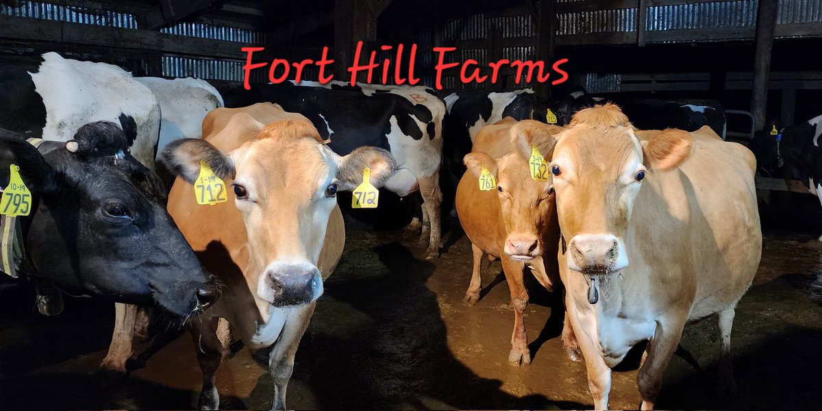holstein1708's tweet photo. 4am coffee hour or is this Jersey hour with a mixture of holsteins! The jersey breed produce very high components, which are butterfat and protein, in their milk. https://t.co/AcU8ABHslc