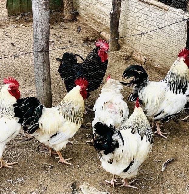 It always fells well to see your self making improvement at your farm <a href="/terrymap1/">The Prince Machiavelli</a>. 

#YouthInAg