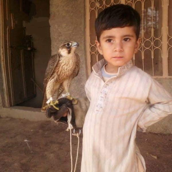 iaf_falconry's tweet photo. A very young and experience little Master.
Husnain Malik from Khour City Punjab Pakistan.
From childhood to young age.
Falconry from Generation to generation. Photo credit@asifaliraja
#FalconryinPakistan https://t.co/oFKqBjC25H