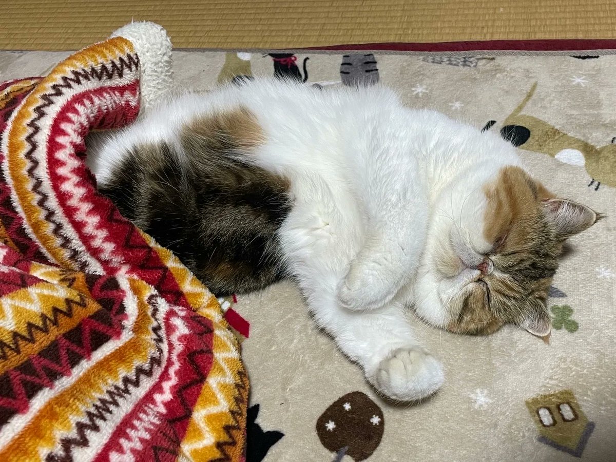 むちむちエキゾのむぎ🐈‍⬛ (@mugi_210603) / Posts / X