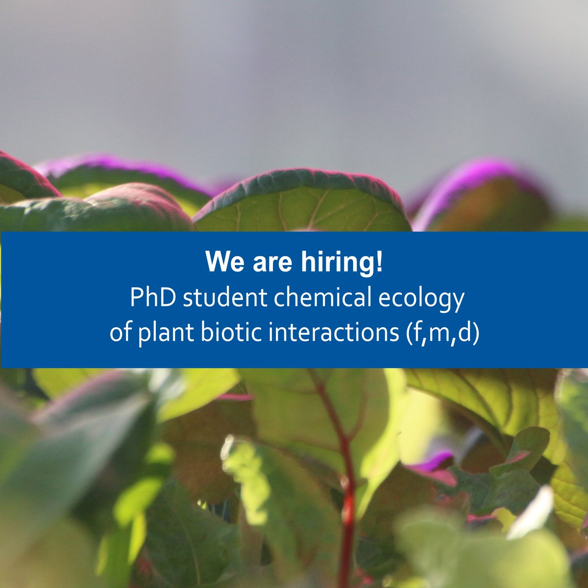 #joboffer : We are searching for a #PhD student in chemical #ecology of plant biotic interactions (f,m,d) 

All information can be found here⬇️
igzev.de/en/career/jobs…

#PlantSciJobs #JobAd #ScienceJobs #Researcher #ScienceCareer