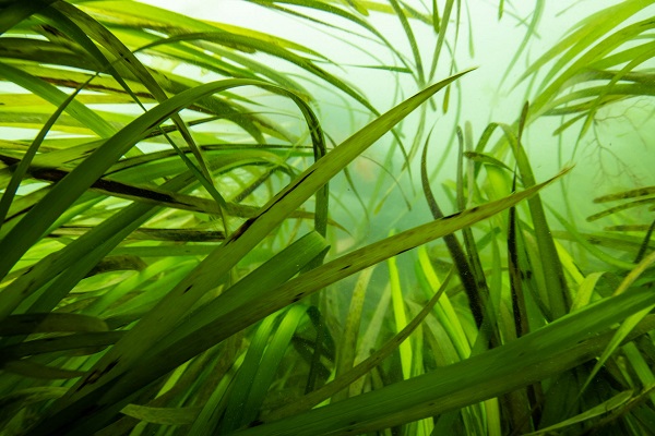 Don’t miss tonight’s “Anchoring with Care” webinar as part of the LIFE ReMEDIES Seagrass Project on the seagrass restoration site on the Essex Estuaries – you can find more details here rya.org/TAVG50MF2Gl #saveourseabed
