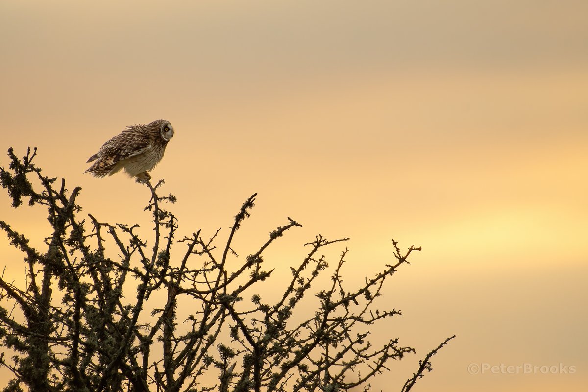 Short-Eared Owl perched up at sunset #shortearedowl #eastsussex #sussex #wildlifephotography