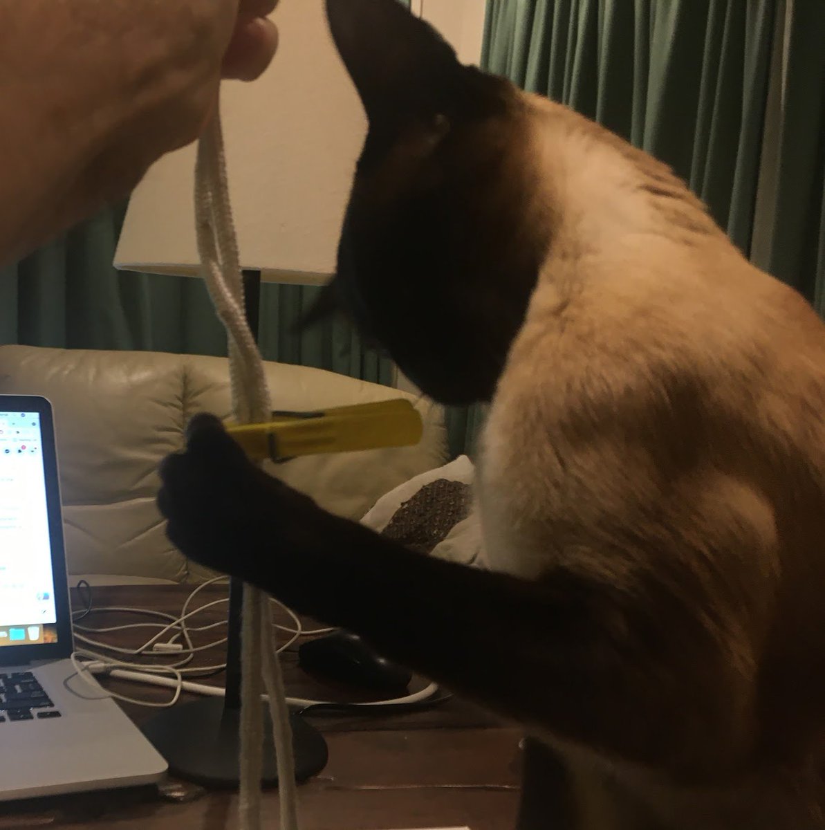 WigleyMinoux's tweet image. #catsoftwitter #siamese #beautifulcat #follow