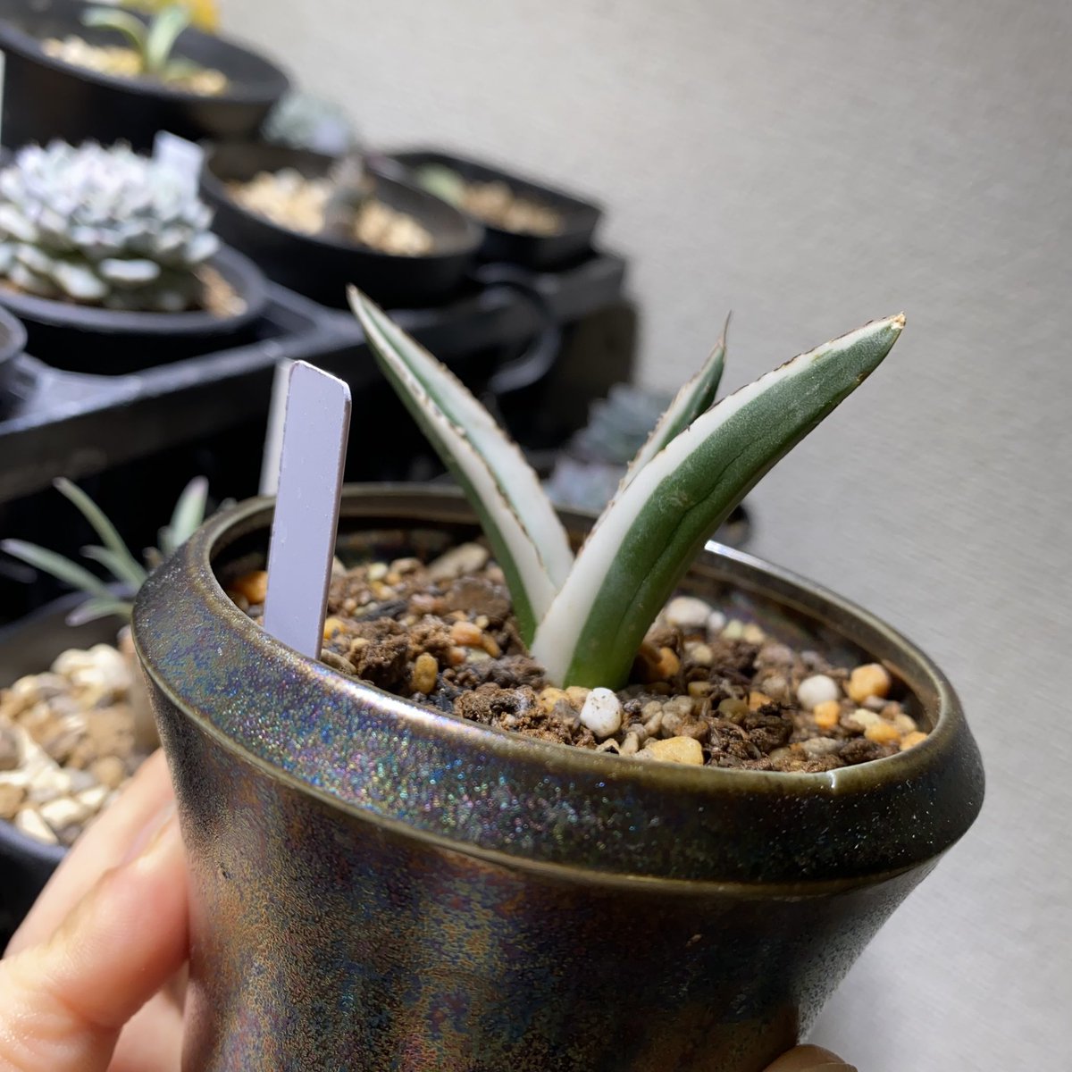 アガベ「氷山」進捗。 ちょっと斜めになってる。 ずっと外だけど。