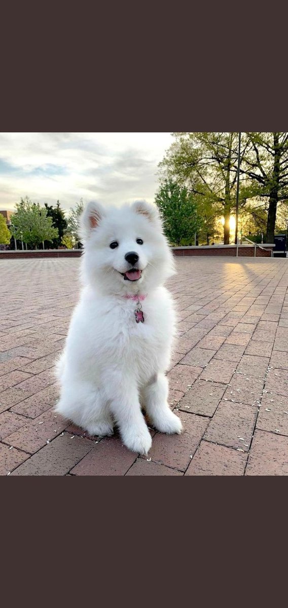 annick_bompard's tweet photo. Le petit chien de ma voisine évadé depuis 3 jours .nous sommes tjrs à la recherche les chances sont encore favorable !!!! https://t.co/XDp3PLIBr7
