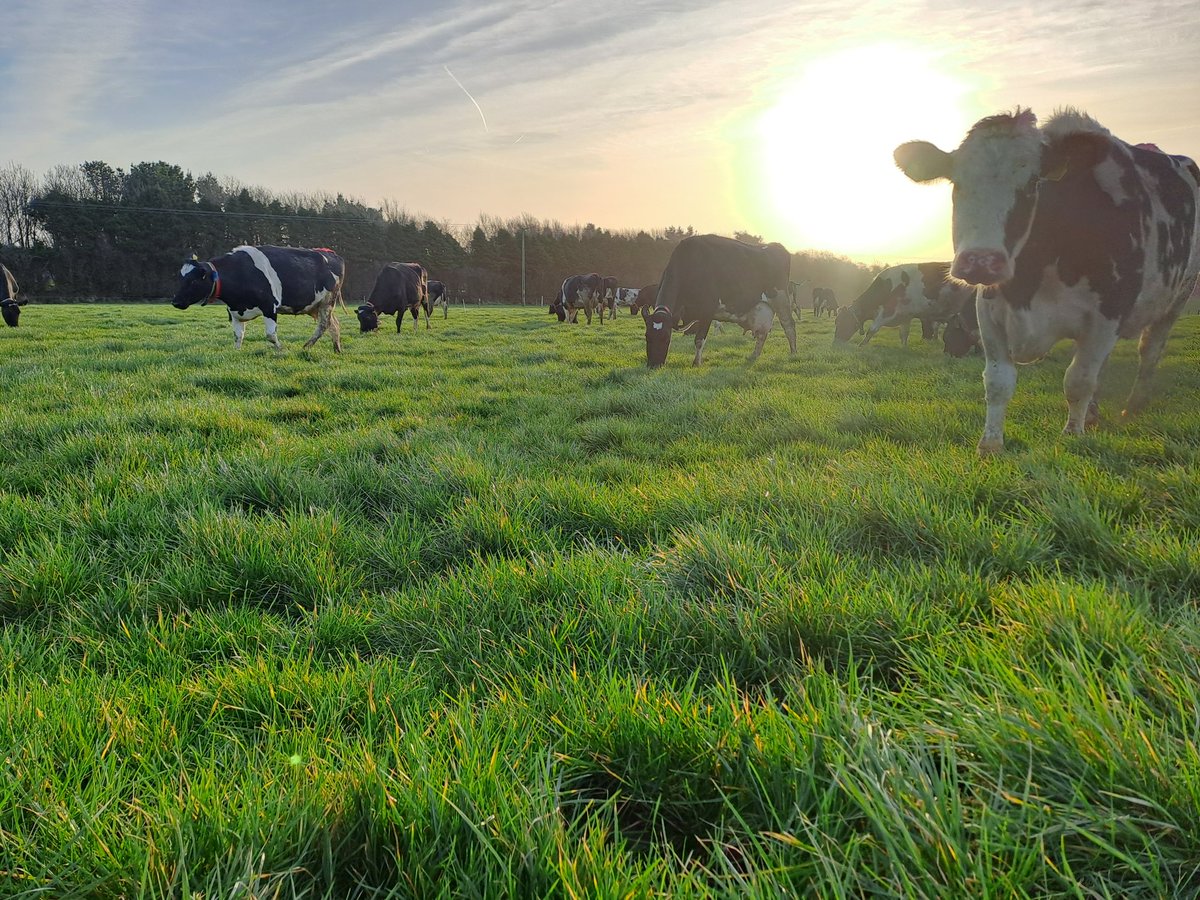 neilmaher26's tweet photo. Winter Milk Cows are out on the Johnstown Castle Dairy unit on a lovely morning in the sunny South East 😎 @teagasc @Mike_Dineen_ https://t.co/TXJZNtqj4c