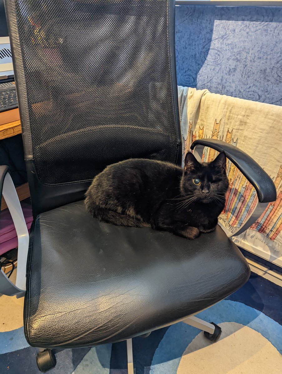 ismellreallybad's tweet photo. @ludawinthesky My cat Loki who is completely blind but somehow will still try to get the shot! https://t.co/ZApsiLakcq