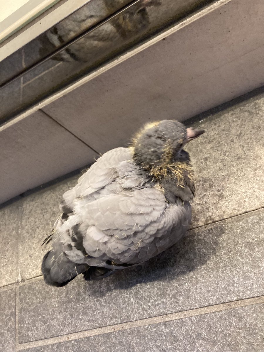 子供の鳩初めて見た… 元気だけど飛べないみたいだから交通量の多い国道