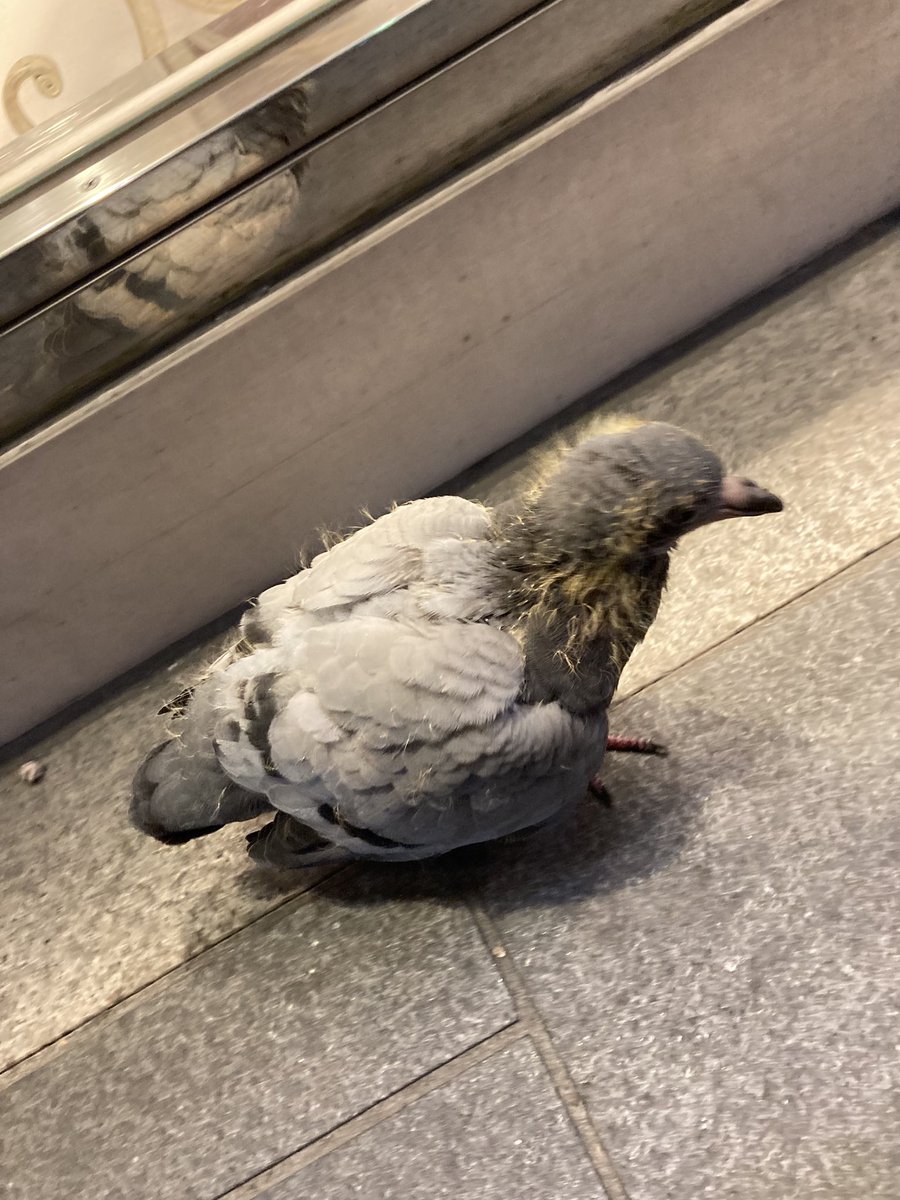 子供の鳩初めて見た… 元気だけど飛べないみたいだから交通量の多い国道