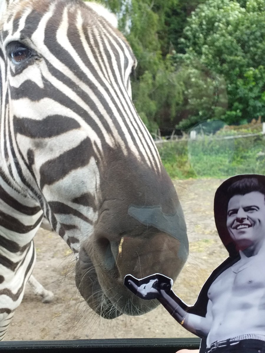 julielushjordan's tweet photo. @Wahlbonkers @CarlaRo22466099 #flatjordan likes Zebras π https://t.co/tcK80alVkl