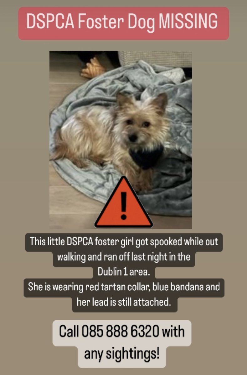 ⚠️ DSPCA Foster Dog MISSING - This little DSPCA foster girl got spooked while out walking &amp; ran off last night in the Dublin 1 area. She is wearing red tartan collar, blue bandana and her lead is still attached.  Please call 085 888 6320 with any sightings. #missing #Dog #Dublin