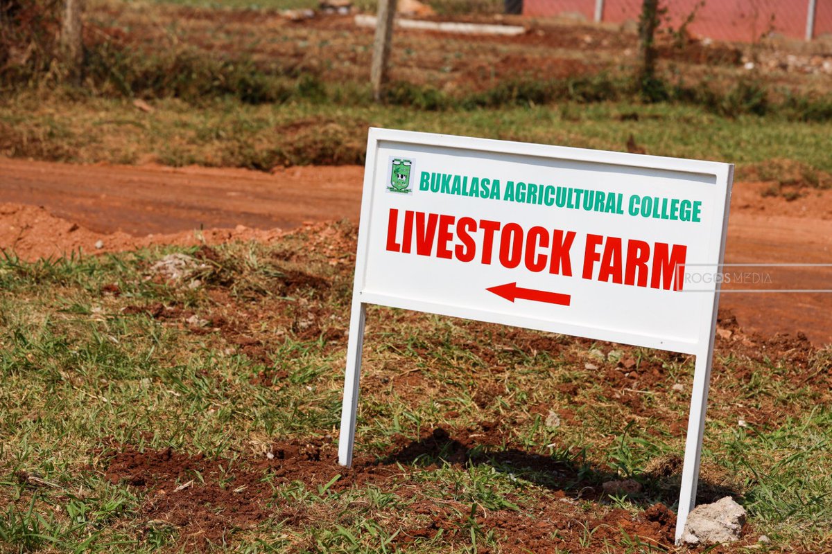RogosMedia's tweet photo. Preparations at the Bukalasa Agricultural Farm
#Bukalasa #Govtworks https://t.co/nCmzu1XbOI