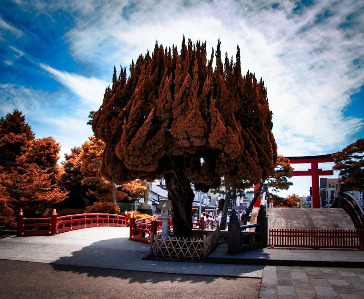 Let's play a bit with filters 😁😅

#Japan #kamakura #photofilter #justforfun #japanliebe #trees #torii