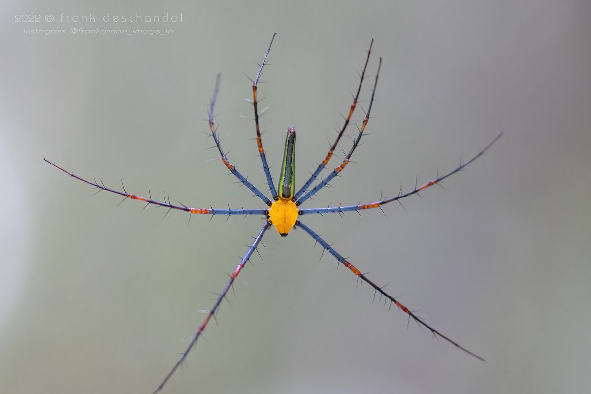 Baleine sous Gravillon - Marc Mortelmans🙈🙉🙊 tweet media