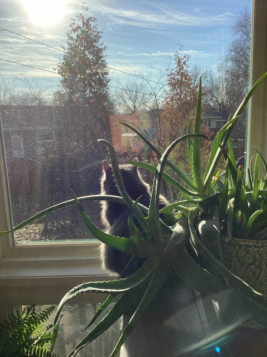 KittyCat1964's tweet image. The closest ⁦@isabratcat⁩ gets to birds these days🦅🦜 #outsidecat turned #insidecat #cats #catsoftwitter  🐱💚🥰 #catinawindow