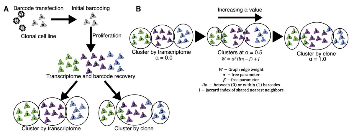 NU_CDB's tweet photo. Check out this recent publication on Cell Genomics about ClonoCluster https://t.co/CjXrBNhQPu featuring Dr. Yogesh Goyal 🧑🔬 as co-author. #cellgenomics @yogeshgoyallab https://t.co/R4acv2zvkW