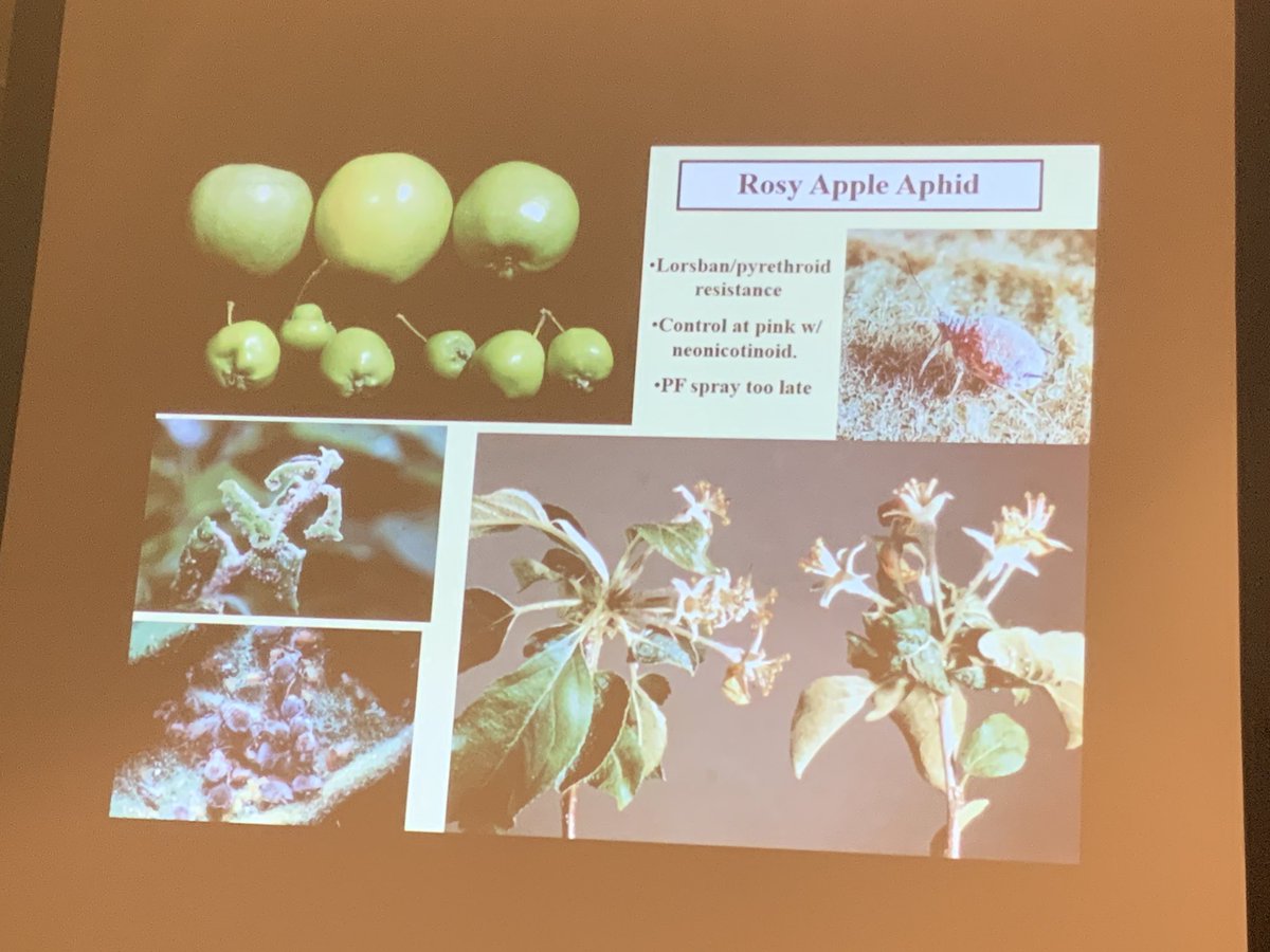 jmcextman's tweet photo. Beleaf at pink safe on bees and good for RAA; if using Assail, move back to half-inch green spray so systemic residue gone by bloom #mafvc https://t.co/B15d42VpGB