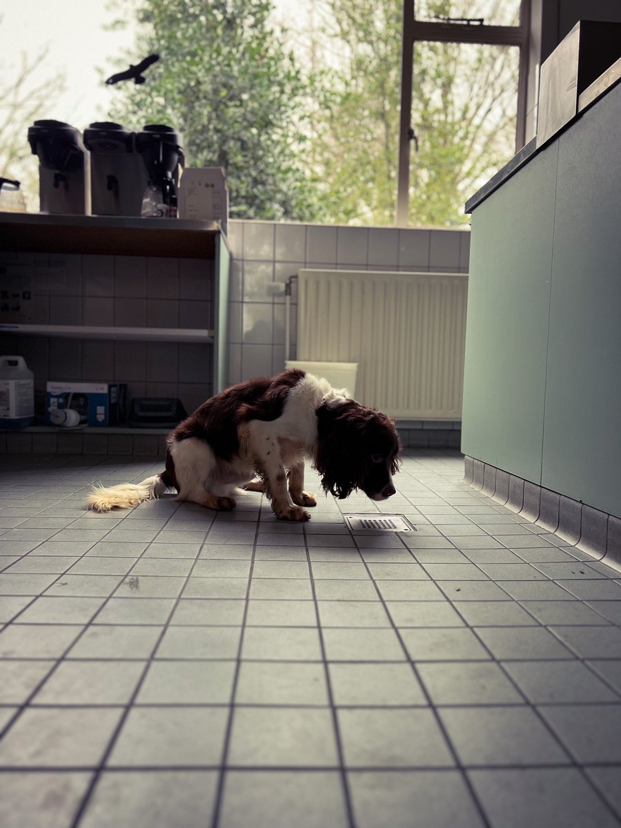 VisscherWesley's tweet image. EDD Boyd #explosivedetectiondog #bombdog #workingdog #snifferdog #scentworktraining #detectiondogs #springerspaniel #k9ops #k9operator #scentimprintfordogs #sifd @Scentimprint