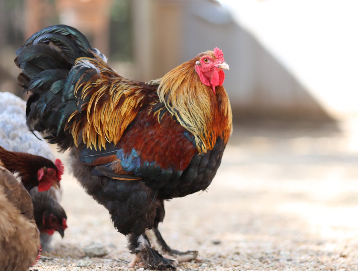 roostnroot's tweet image. #Chickens are dominating the news lately…and for good reason. Look at this handsome guy!