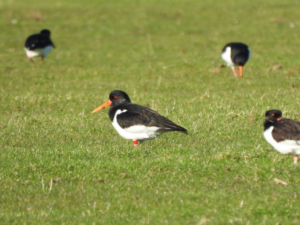 Ciarán Byrne tweet media