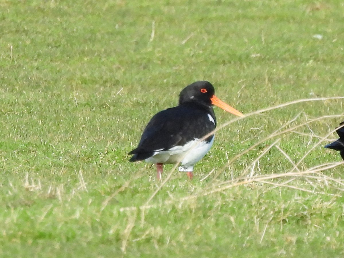 Ciarán Byrne tweet media