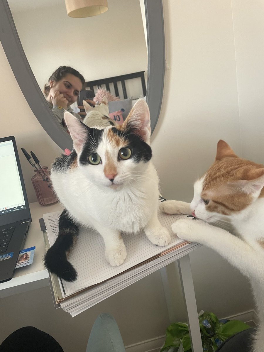abbeycrouch_'s tweet photo. I have ✨NO✨ personal space or peace when working….don’t worry mila I don’t need to use that notepad for lung health checks… https://t.co/TnKkKAQIzY