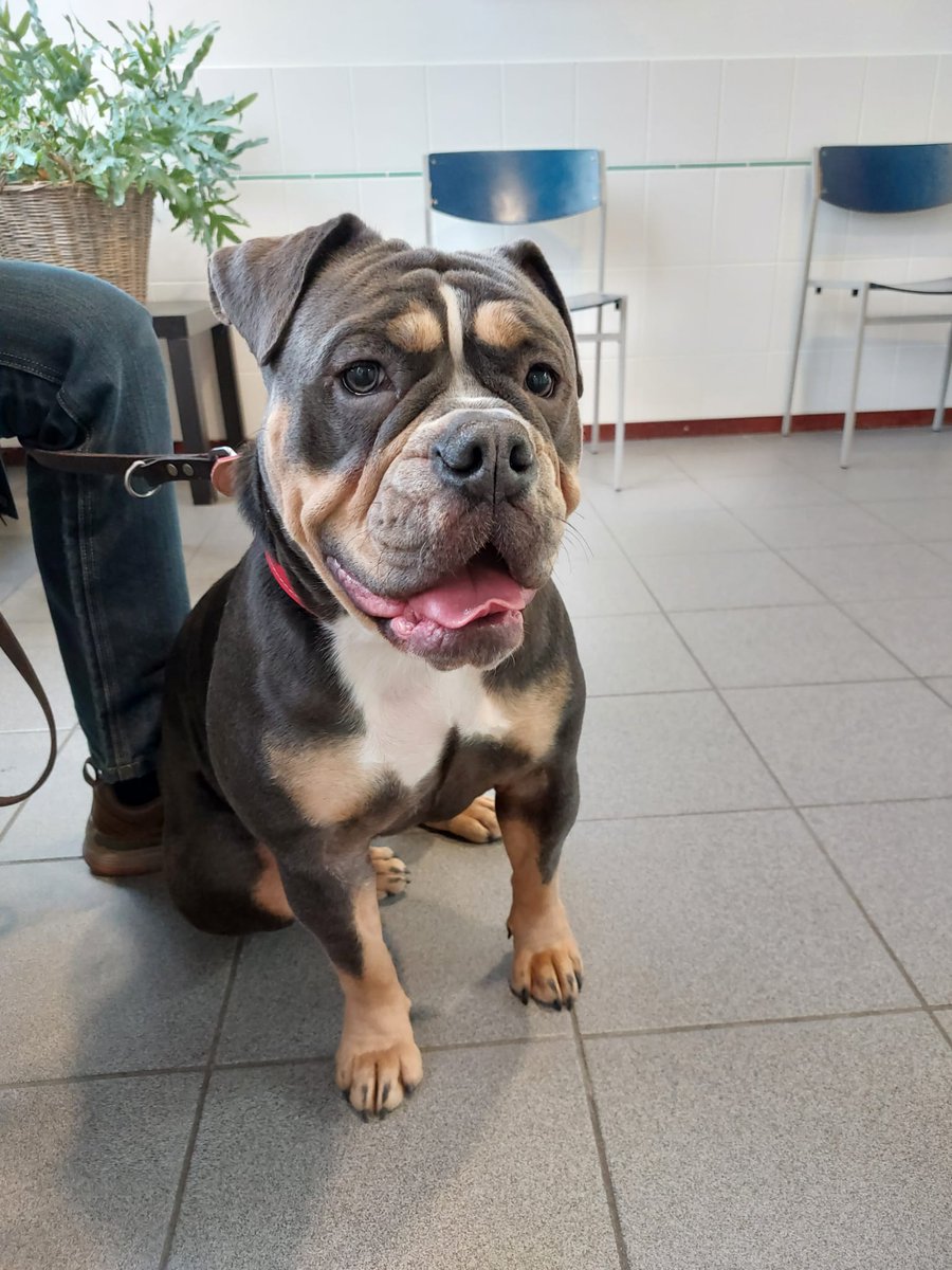 andy___80's tweet image. Gister naar de dierenarts geweest en onze pepper heeft kruisband gescheurd, binnenkort operatie. Hopen dat die daarna weer vrolijk rondhuppelt.