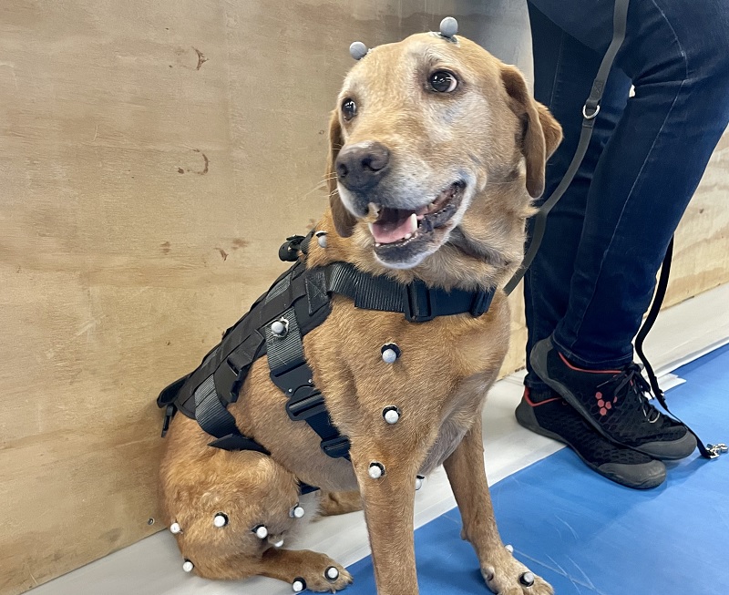 mcrmetnews's tweet photo. A new research project will investigate how well dog owners, vets and zookeepers can spot changes in how their animals walk.

Identifying these problems is a key step in diagnosing numerous musculoskeletal and neurological conditions. 

Find out more: https://t.co/ccFwP65pjs. https://t.co/5o8S4SuIFa
