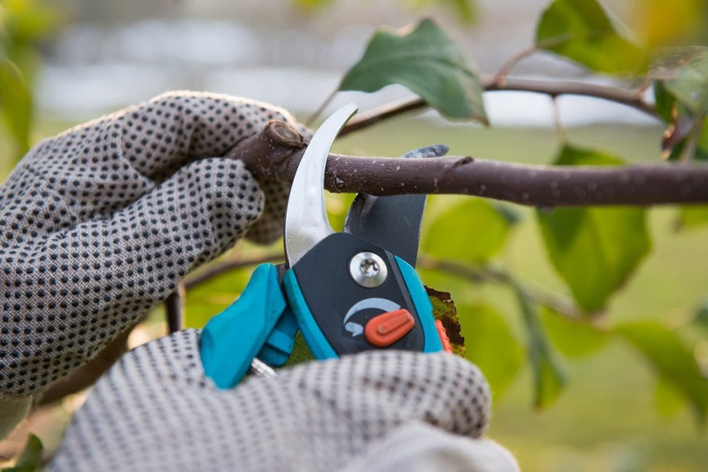 The Tualatin Valley Garden Club's annual 'Pruning Demonstration' will be held Feb. 18, 9am-12pm, at 3850 SW Minter Bridge Road, Hillsboro. Learn how to prune fruit trees, grapes, roses, ornamentals, blue berries, and vining berries. Everyone welcome! eventbrite.com/e/free-pruning…