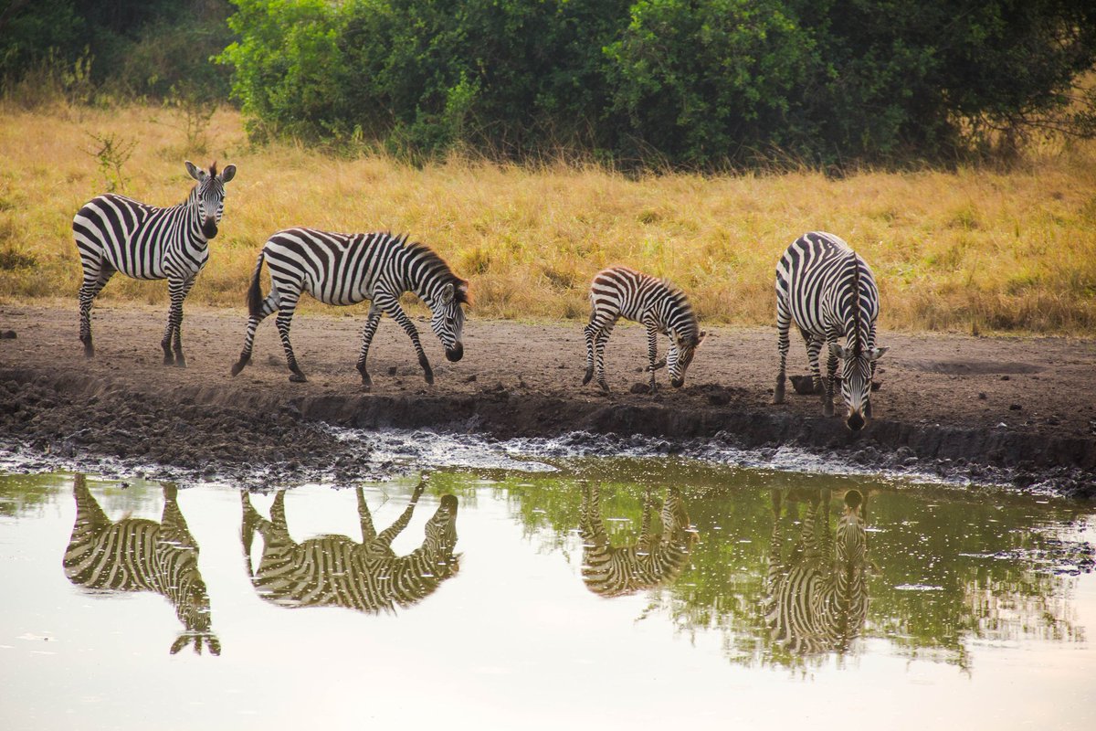 Had to celebrate the most identified creatures in the Wild. #WorldZebraDay