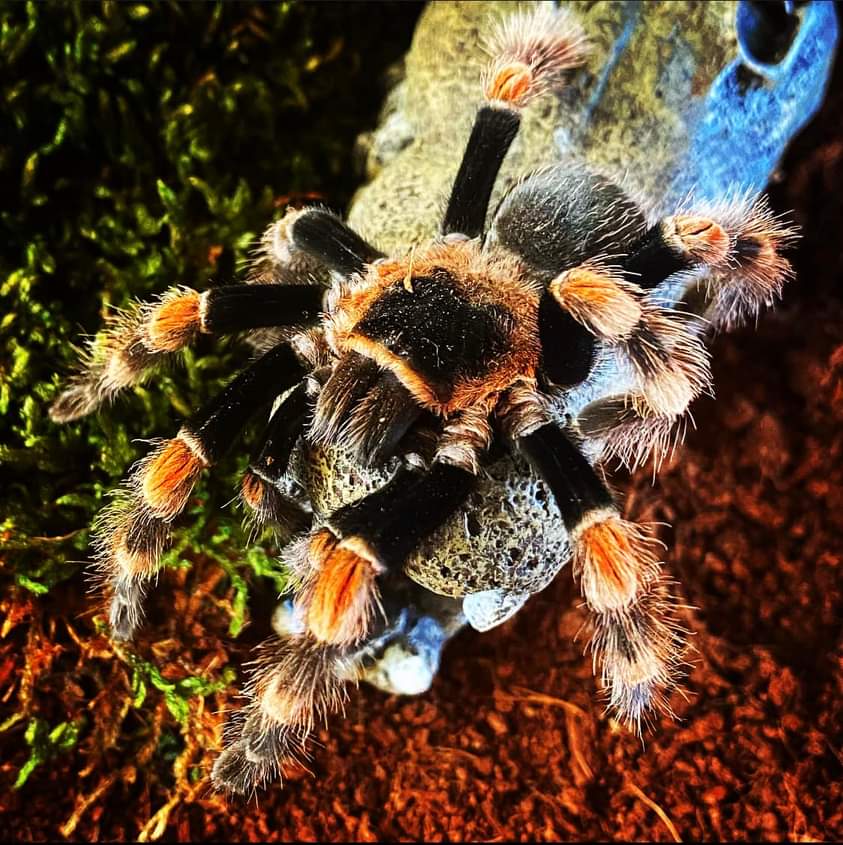Got some cool pictures of my Brachypelma hamorii hanging out on it's crocodile head.