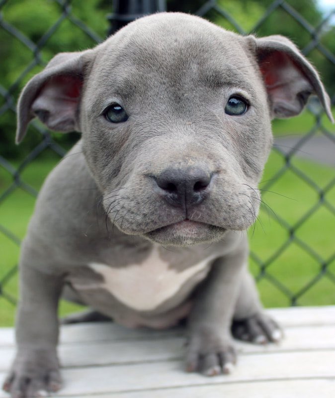 I’m coming to this space as a way to apply social pressure to <a href="/jackperfett/">Jack Perfett</a> so that we get a puppy. 

1 like and I get the puppy without his consent. 
Plus, a picture for extra manipulation.