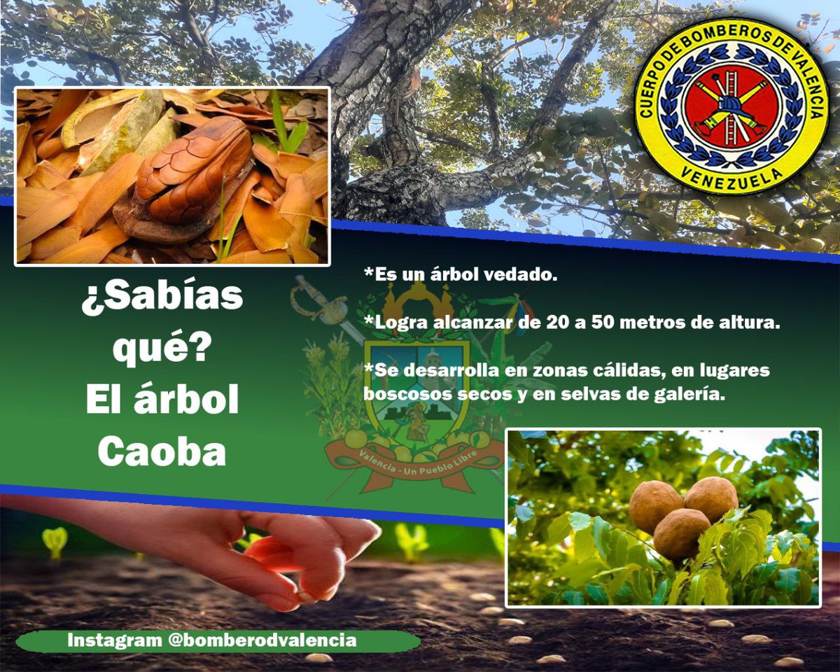 La Especie del árbol Swietenia macrophylla, conocido por nosotros como Caoba es uno de los árboles protegidos, según la Gaceta Oficial de la República Bolivariana de Venezuela Numero 346.322, bajo Resolución 217