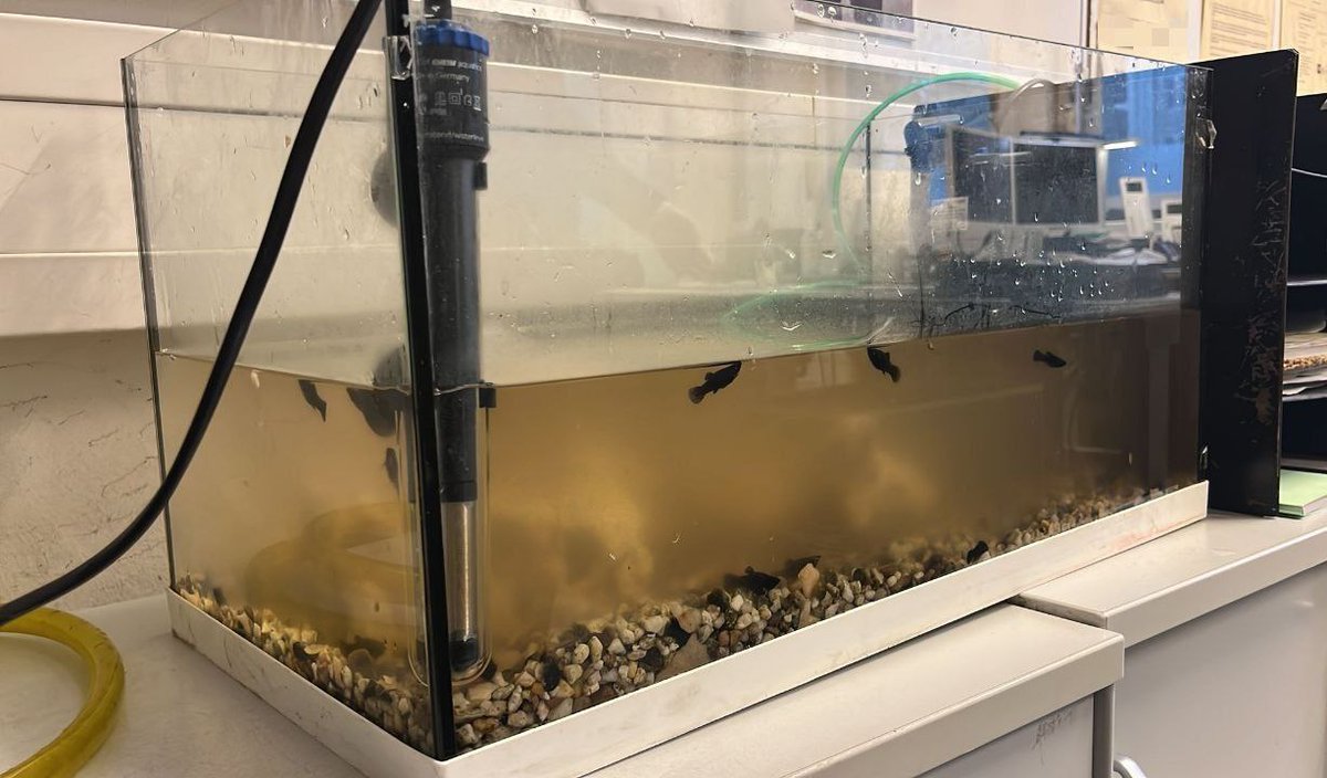 polizeiberlin's tweet image. Was gibt's Neues?
1x ausgesetzte Fische in #Schöneberg.
Ja, auch darum kümmerten sich unsere Kolleg. vom #A41 heute morgen.
Und nein, die Fische landeten nicht im städtischen Kanal, sondern in einer Zoohandlung.
^tsm