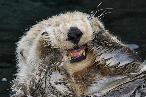 TheDailyOtter's tweet photo. This is why sea otter nose boops are just for the imagination https://t.co/wn9cTwFe11 📸: @ElakhaA https://t.co/9l23t21t0l