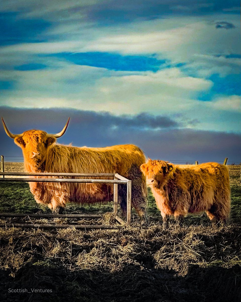 Young and old on a Happy #Coosday 🏴󠁧󠁢󠁳󠁣󠁴󠁿
#coosdaytuesday #scotland #highlandcoo #highlandcow #hairycoo #tuesdayvibe