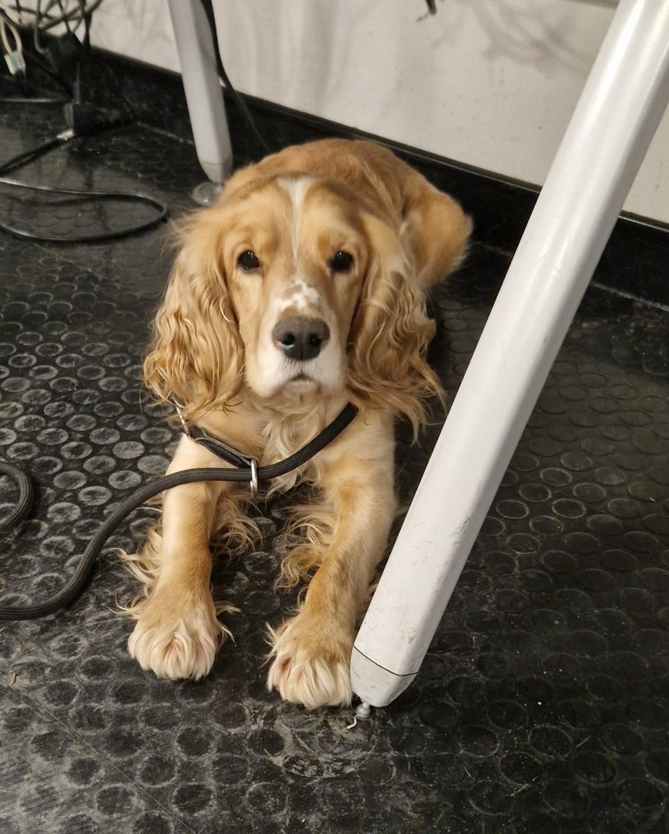 Do you recognise this lovely dog?

We've brought them in for questioning after they were found outside Wembley Park station yesterday 🐶

Unfortunately it's been no comment so far...please share and help us reunite them with their owner! Text 61016 quoting ref 199 of 30/01/23 📱