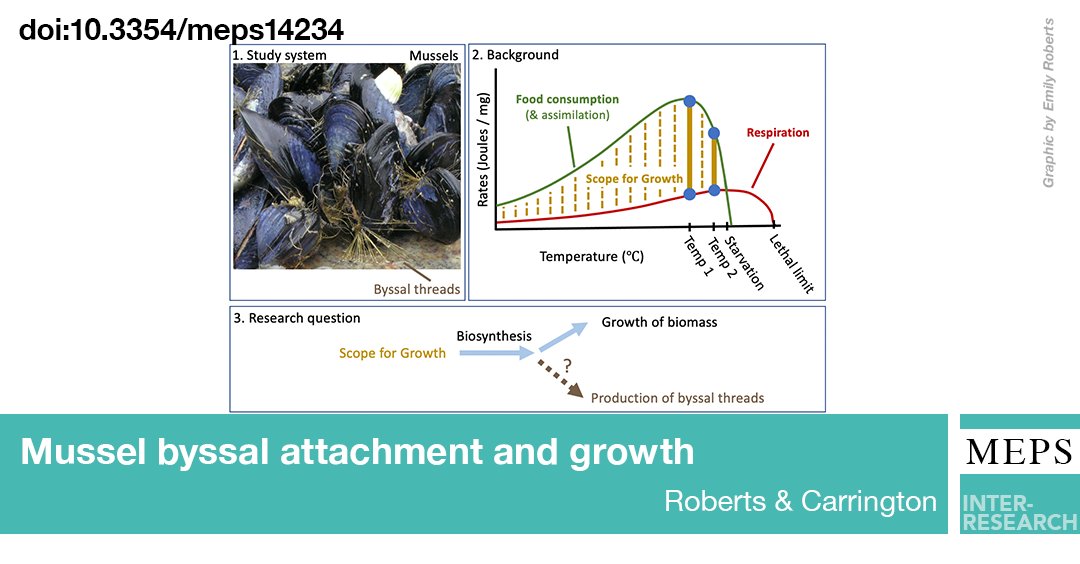 MEPS_IR's tweet photo. New paper out on #ResourceAllocation to a structural biomaterial. #MarineMussels use #ByssalThreads to attach to rocky shores. We ask whether byssal thread production correlates with growth across gradients of food and temperature
https://t.co/Jy1YU6ghdV https://t.co/Fwxg9NgKrE