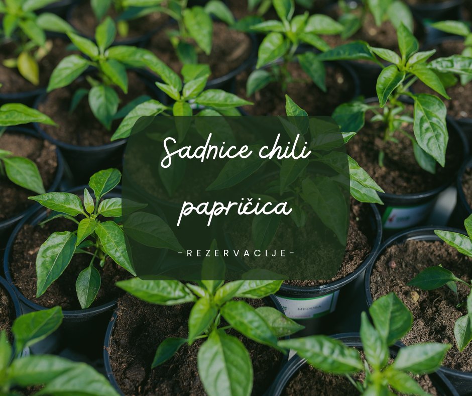 [OTVARAMO REZERVACIJE SADNICA] 🌱

Od danas možete rezervirati sadnice chili papričica koje kreću na isporuku nakon 2. svibnja, a moći ćete ih naručiti i nakon tog datuma - ovisno o tome koliko ih ostane. 🌶️

Pogledajte ponudu:  loom.ly/8zeFmpU