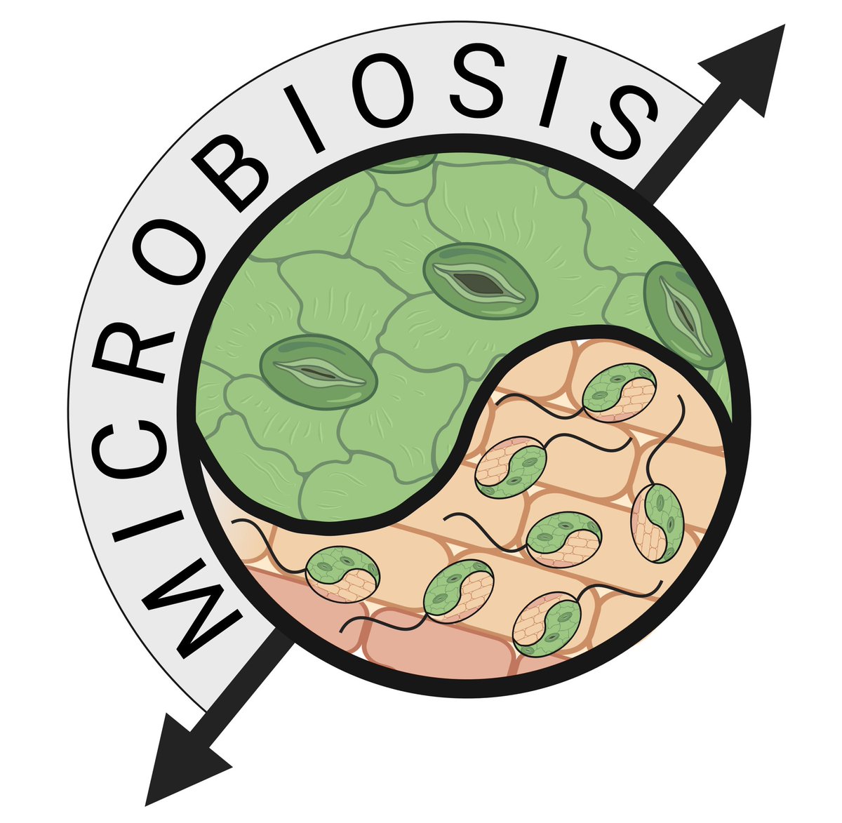 Thrilled to announce that I have been awarded an #ERCCoG! In MIROBIOSIS we will investigate the microbiota-root-shoot axis in plant health and disease. Big thanks to group members, collaborators, reviewers and @ERC_Research. Many positions available soon. mpipz.mpg.de/erc-hacquard-2…