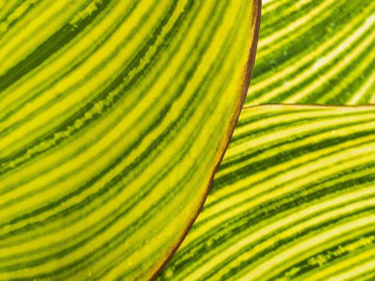Thevinaymane's tweet photo. It is human tendency to find Shapes and Patterns.
Telephoto camera comes handy while shooting patterns and S series devices comes with the incredibly good telephoto cameras.
#LoveForS #ShareTheEpic #SamsungMembers #GalaxyUnpacked #Samsung @SamsungIndia @SamsungMobile https://t.co/Dri8Lfzs8V