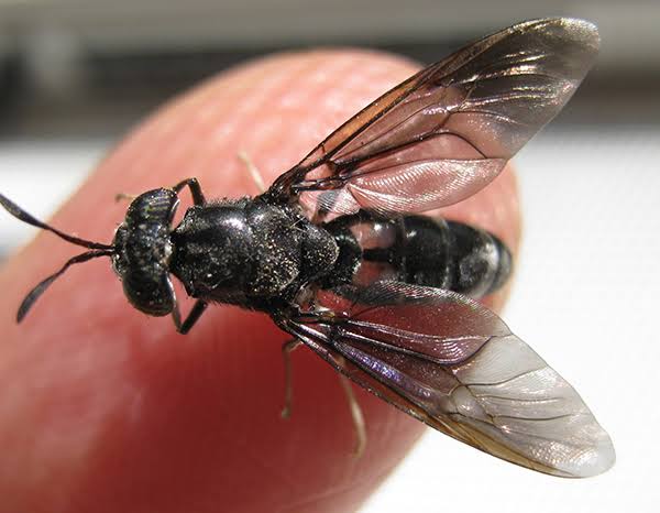 This House Fly also known as Black Soldier Fly is now a great potential for human consumption. It's a great protein source, if powdered can be added to shakes or porridge and can be eaten as fried or salted just like GrassHoppers.😳 Courtesy 📸