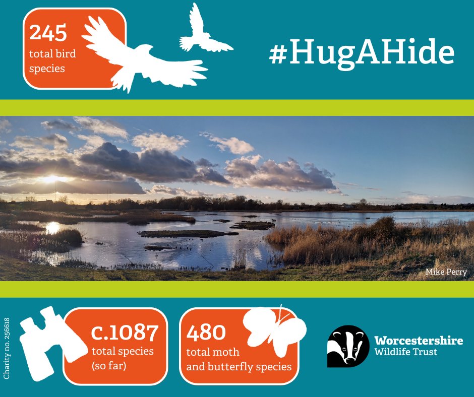 For this #WorldWetlandsDay, we're celebrating that 1,087 species have been recorded so far at #UptonWarren 🔎
 
Our hides onsite allow you to watch some of this amazing wildlife 🦆 

Can you help us to fund urgent repairs to lapwing hide? Find out more 👇 
worcswildlifetrust.co.uk/appeals/upton-…
