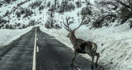 El jueves 16 de febrero tienes una cita con nosotros para hablar de "FAUNA Y CARRETERAS"

Definimos y planificamos hoy la movilidad que queremos tener en el futuro. Coordinada por Paula Pérez de @mitmagob

Programa: ow.ly/Km1p50MFqoy
Inscríbete: ow.ly/MTll50MFqq0
