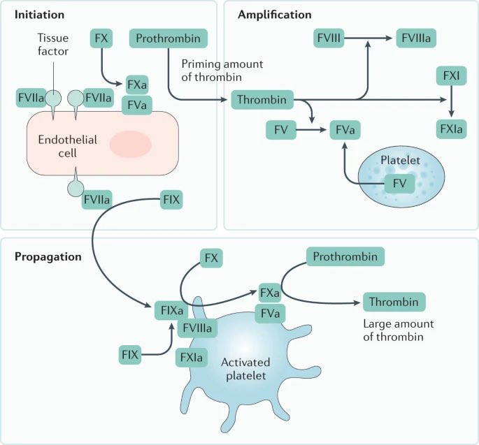 drshahrul80's tweet photo. Trauma-induced coagulopathy | Nature Reviews Disease Primers

🔗 https://t.co/WSjs0RhoT7
￼#FOAMcc #ACOTS #MedEd #CriticalCare #FOAMed #MedEd #EMCCM #TraumaResus #DamageControlResus #DamageControlSurgery https://t.co/DkfnDwLVcB