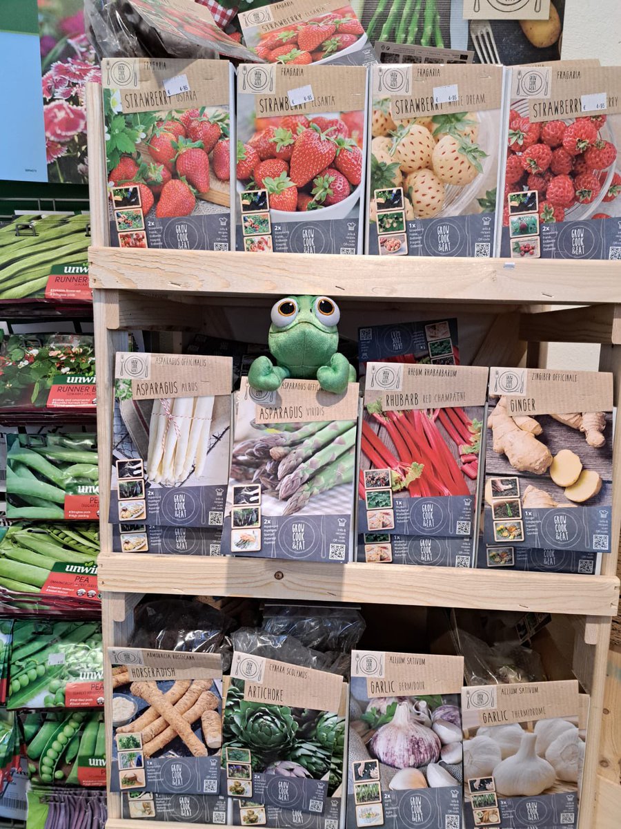 DandMGC's tweet photo. Why not try and grow your own? We have strawberries (red or white), asparagus, rhubarb, ginger, horseradish, artichoke or garlic. Pascal is particularly fond of the asparagus. https://t.co/eP18JJ16a3
